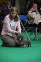 Crufts2011_2 688